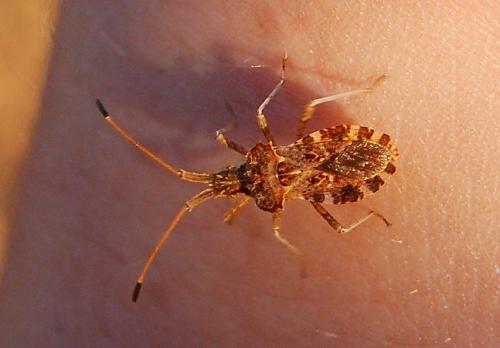 Centrocoris sp.